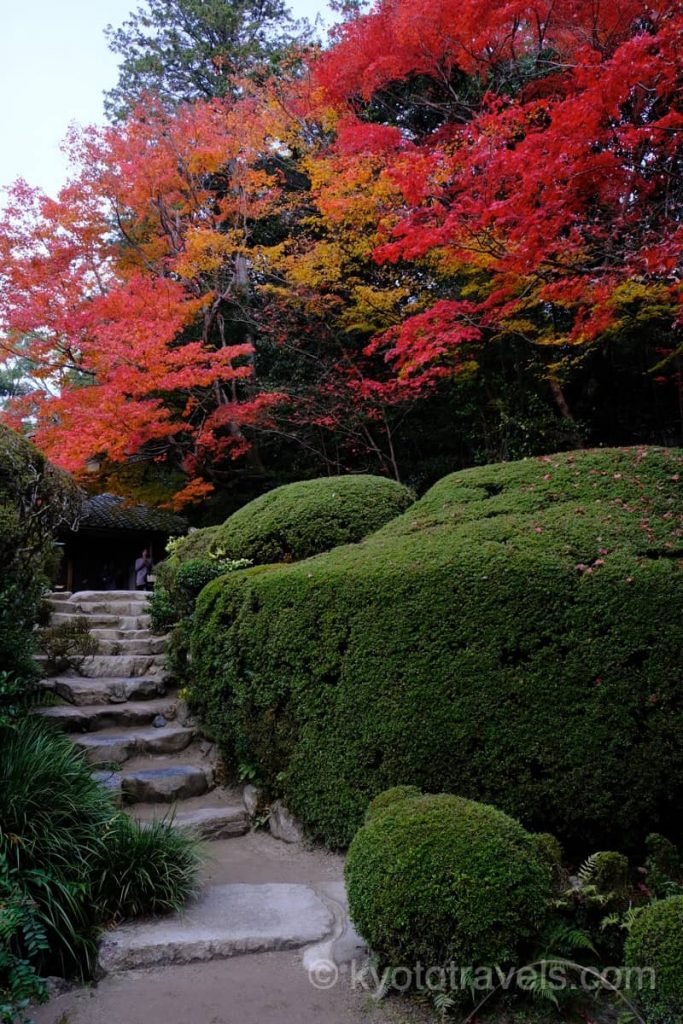詩仙堂 サツキに囲まれた石階段の先に真っ赤なもみじが広がっています。