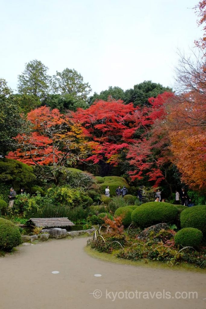 詩仙堂の庭園にサツキと赤いもみじが広がります。