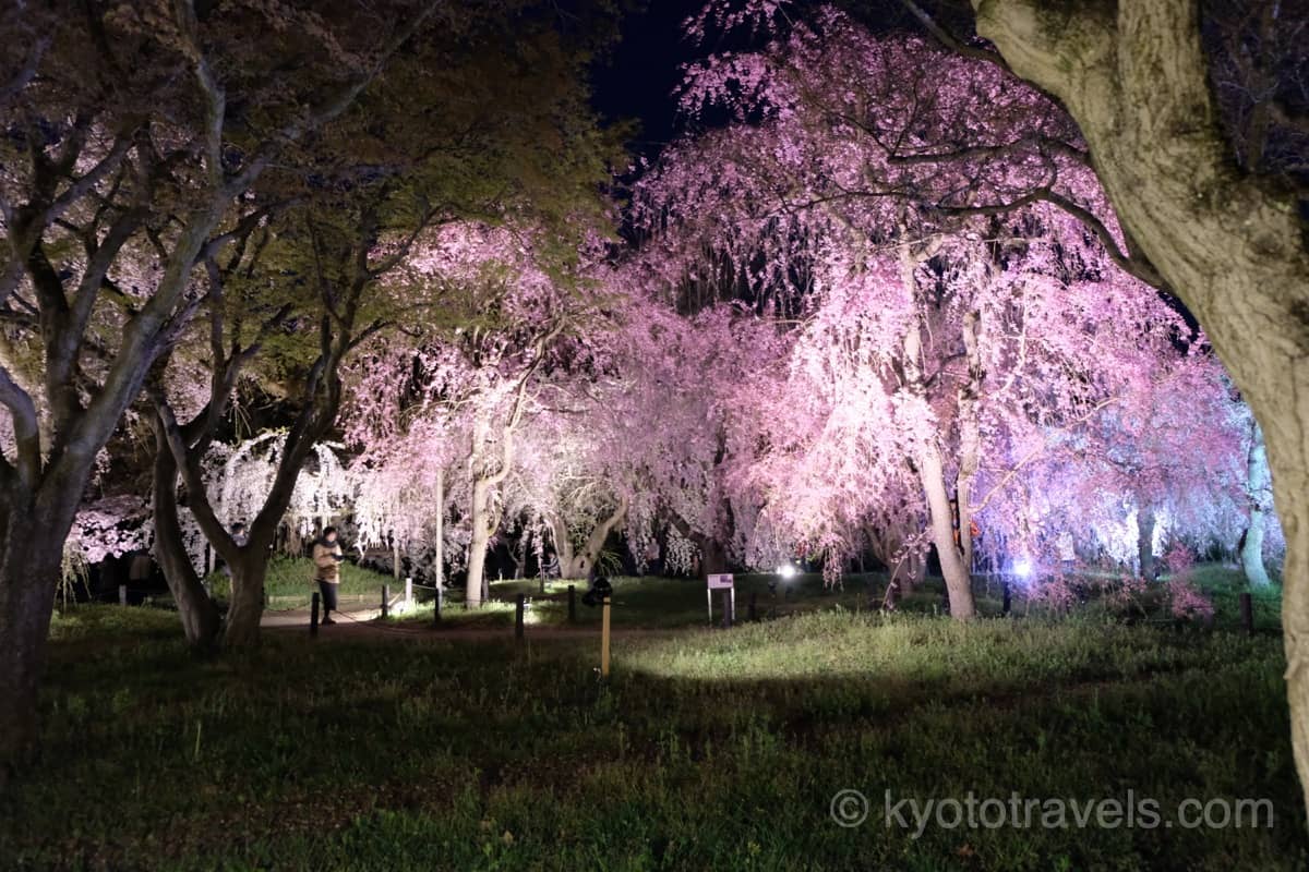 京都府立植物園 桜ライトアップ