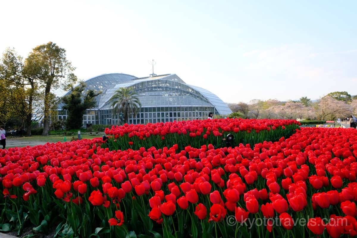 京都府立植物園のチューリップと温室