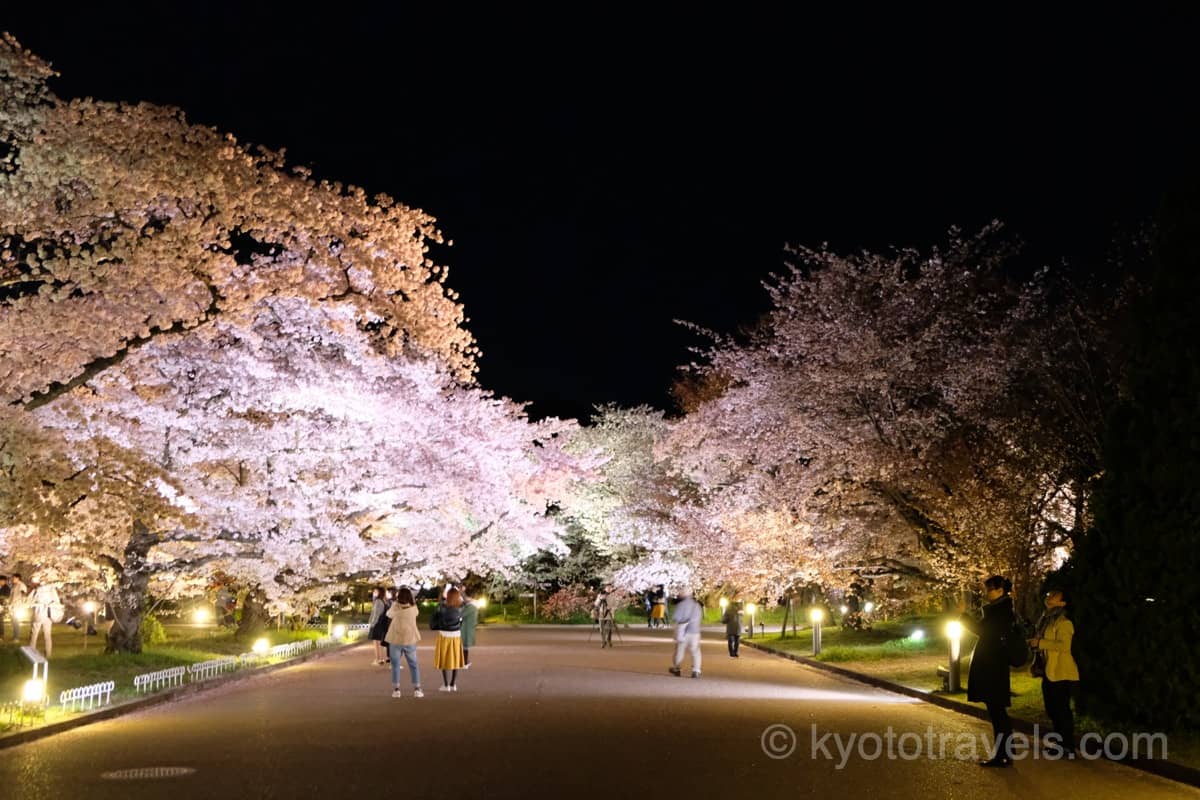 京都府立植物園 桜ライトアップ
