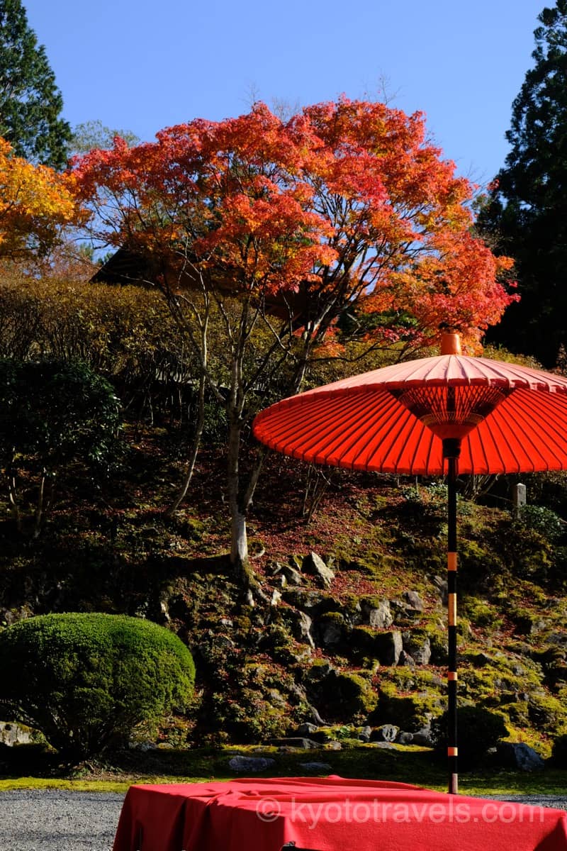 白龍園の紅葉と赤い和傘