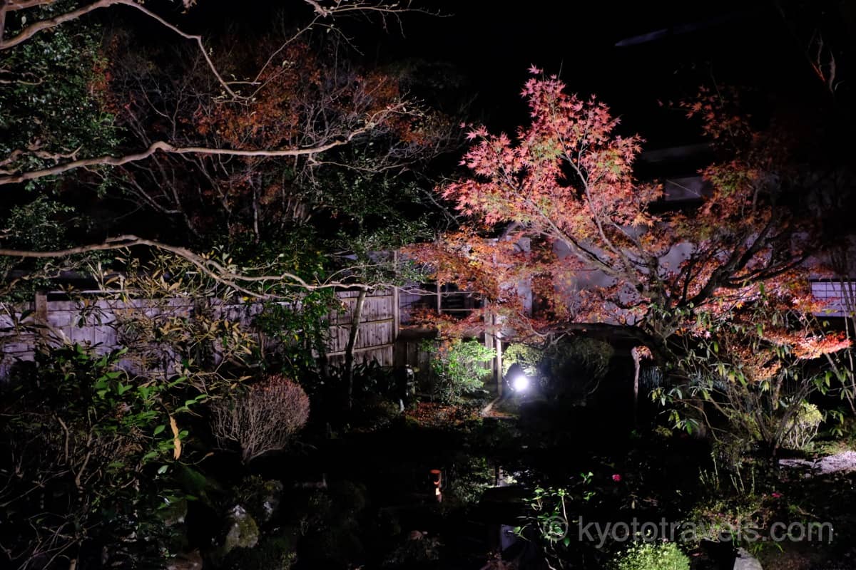 宝泉院 鶴亀庭園　紅葉ライトアップ