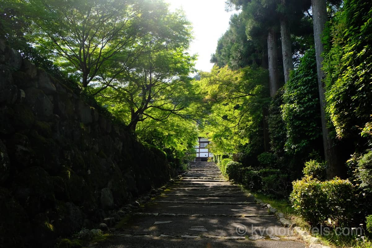 正伝寺 新緑の参道