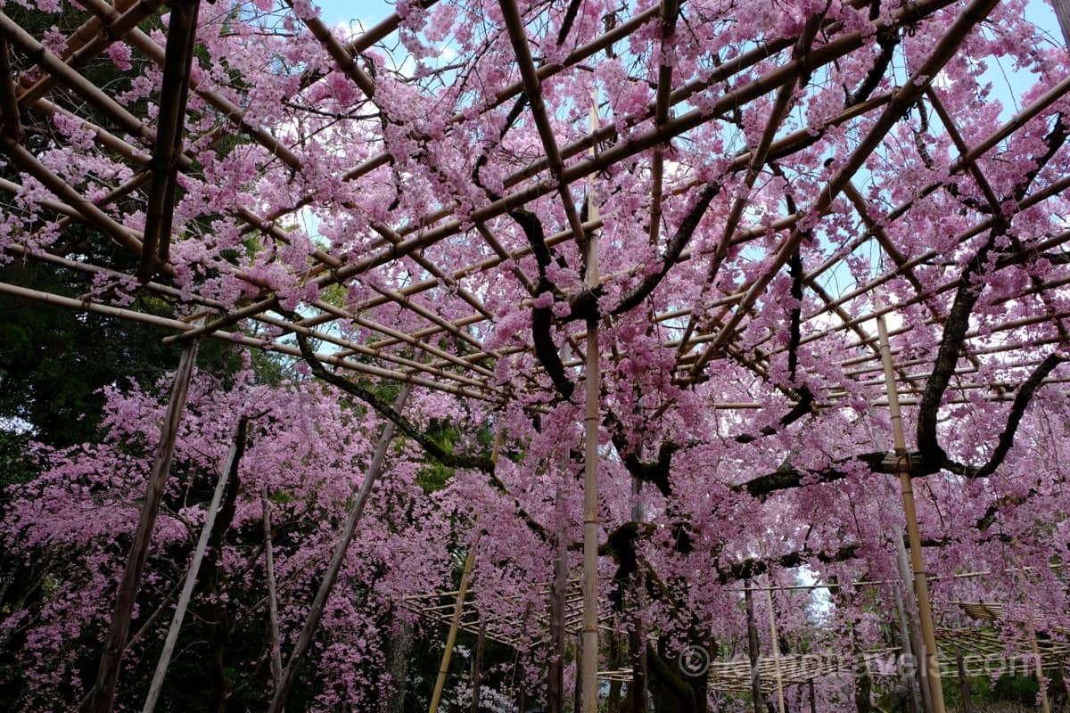 平安神宮の紅しだれ桜