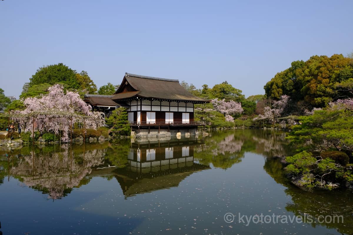 平安神宮 桜と池