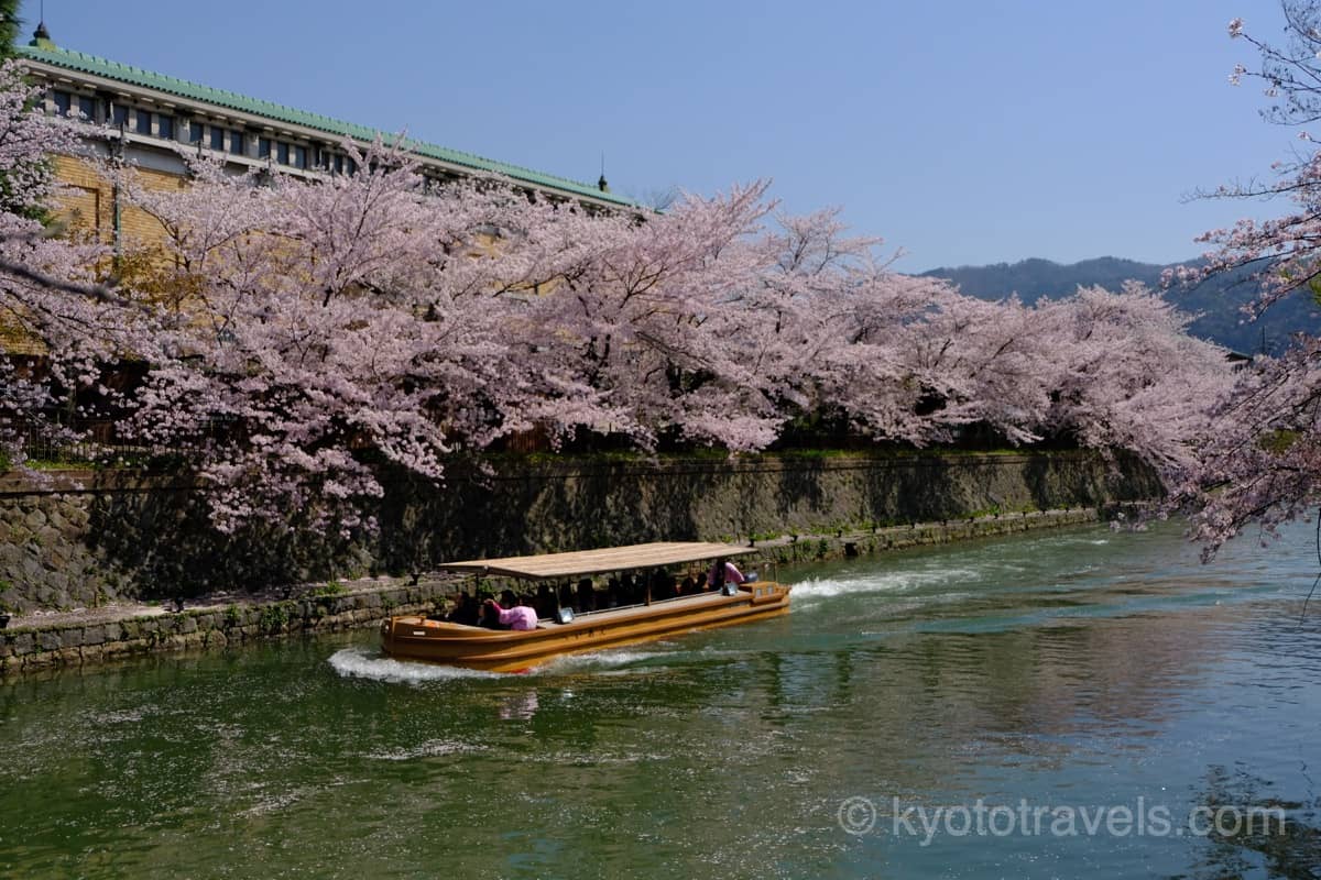 岡崎疎水の桜と屋形船