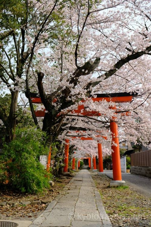 宗忠神社 稲荷と桜
