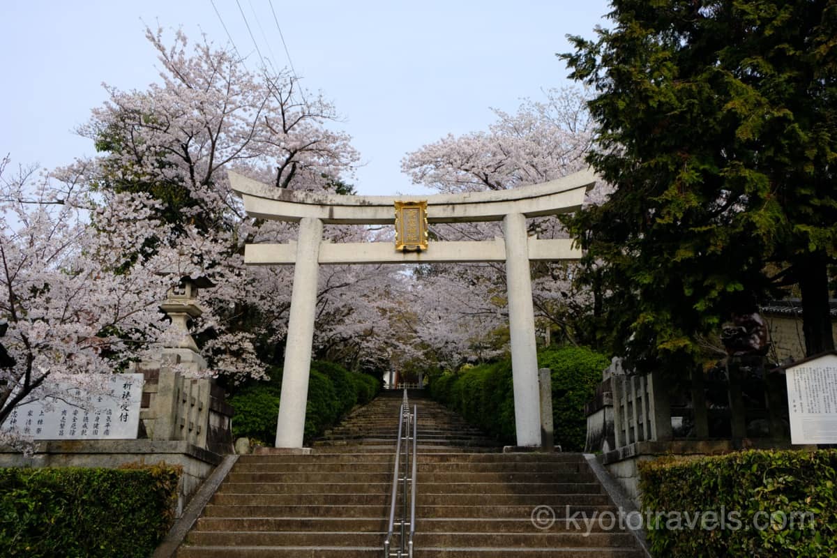 宗忠神社の鳥居と桜