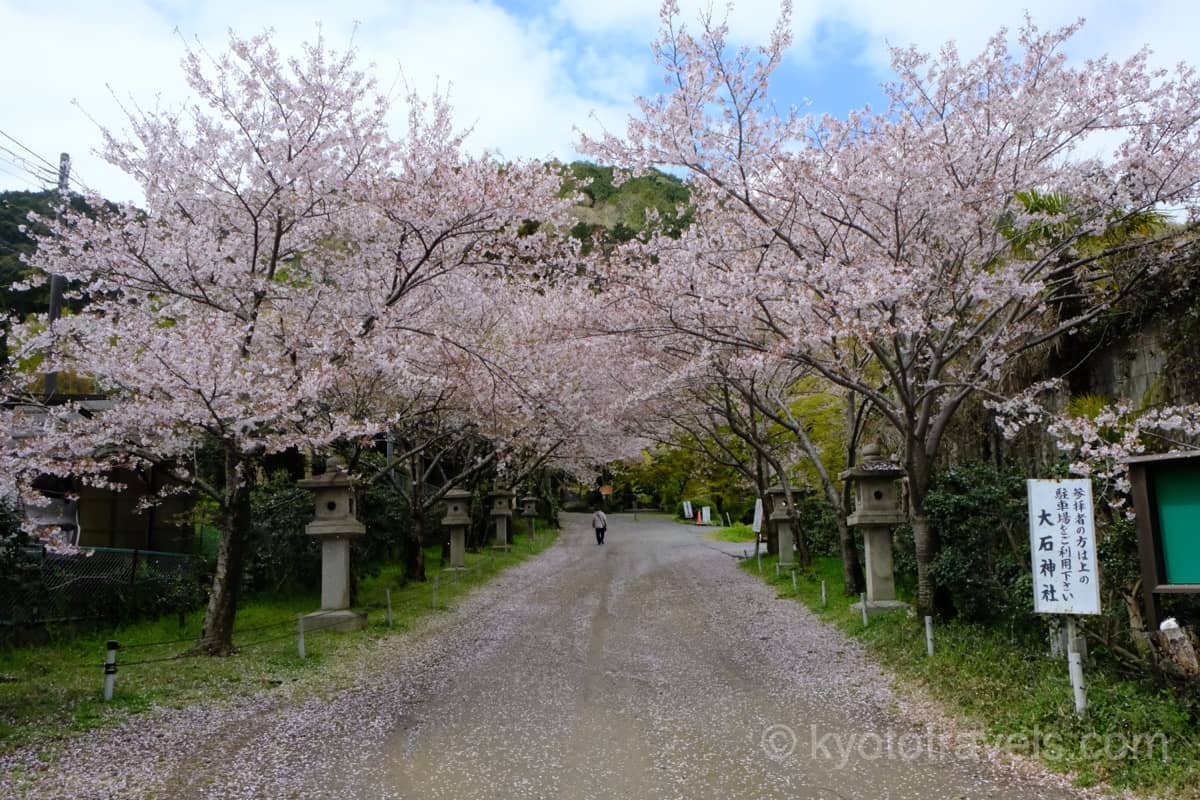大石神社 参道の桜