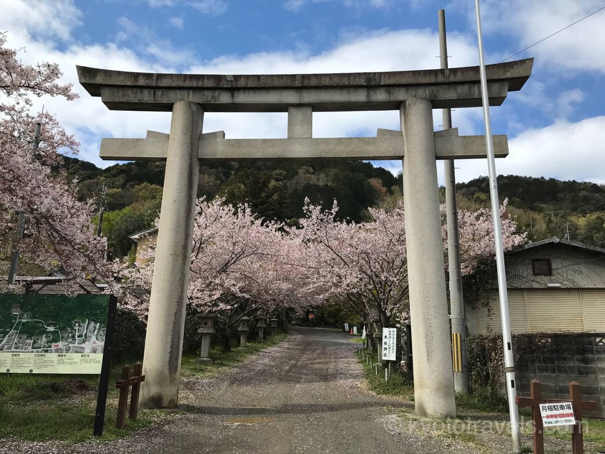 大石神社の鳥居と桜
