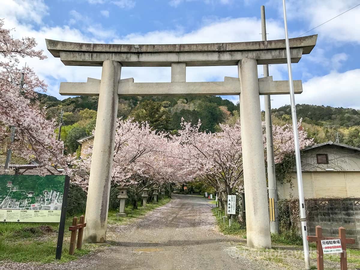 大石神社の参道と桜