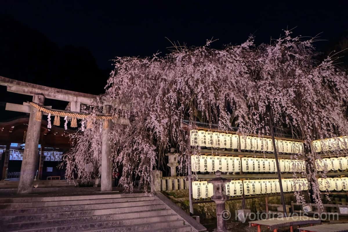 大石神社　枝垂れ桜とライトアップ
