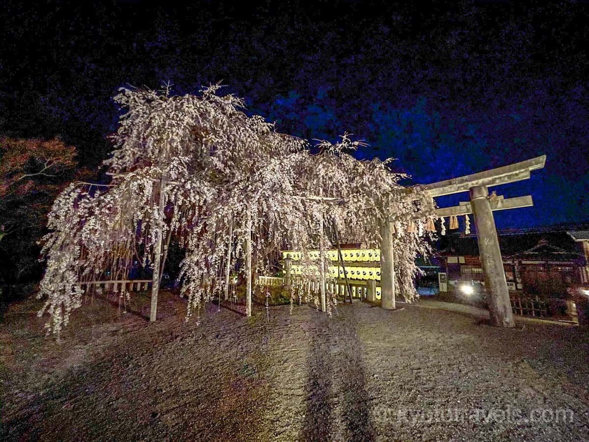 大石神社　枝垂れ桜とライトアップ