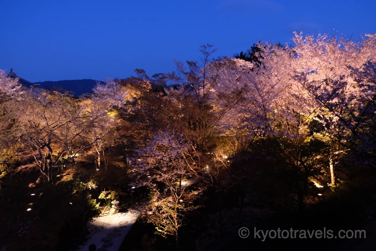 将軍塚 青龍殿 庭園の桜とライトアップ