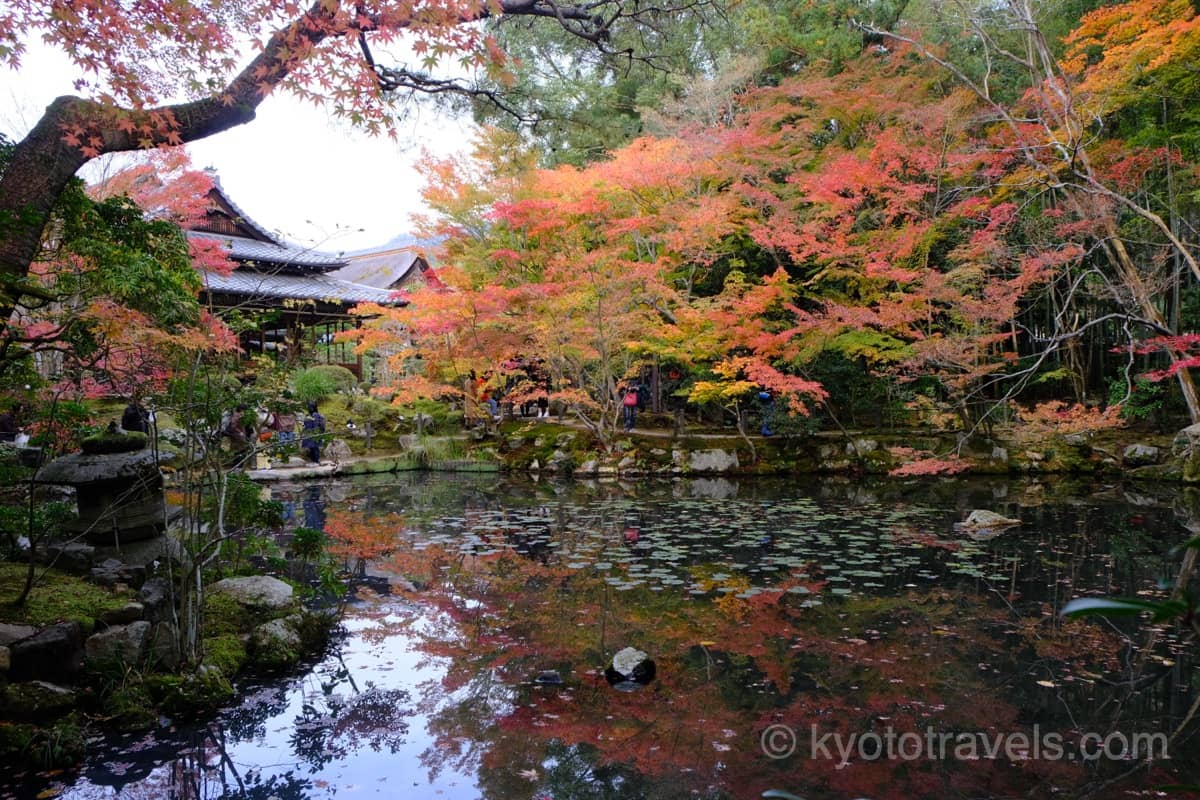 枯山水 書院と池泉回遊式庭園の紅葉