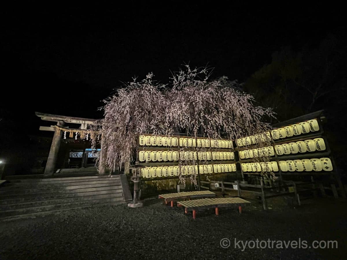 大石神社 枝垂れ桜のライトアップ
