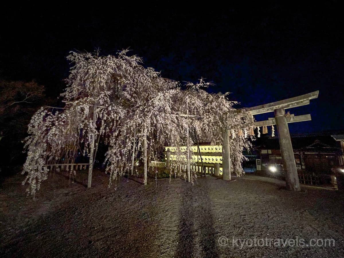 大石神社 枝垂れ桜のライトアップ