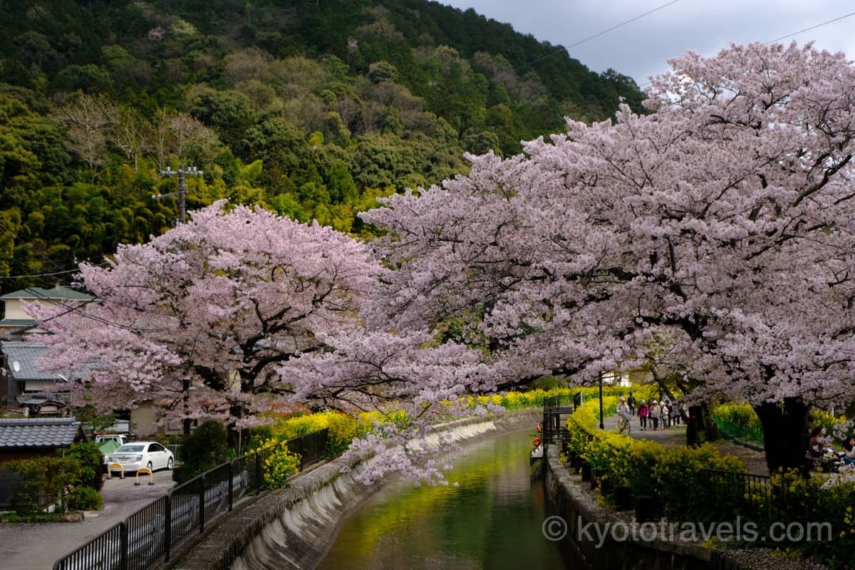 山科 毘沙門堂の近くを流れる琵琶湖疏水の桜並木