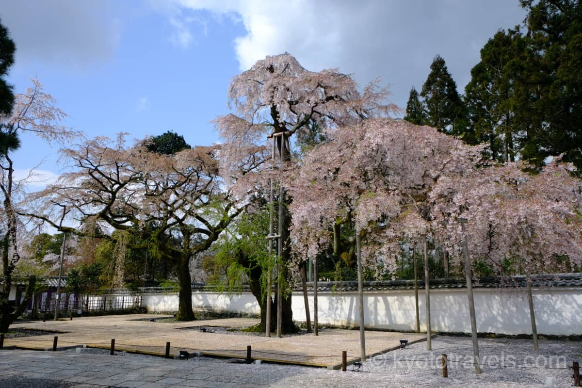 醍醐寺 三宝院の枝垂れ桜