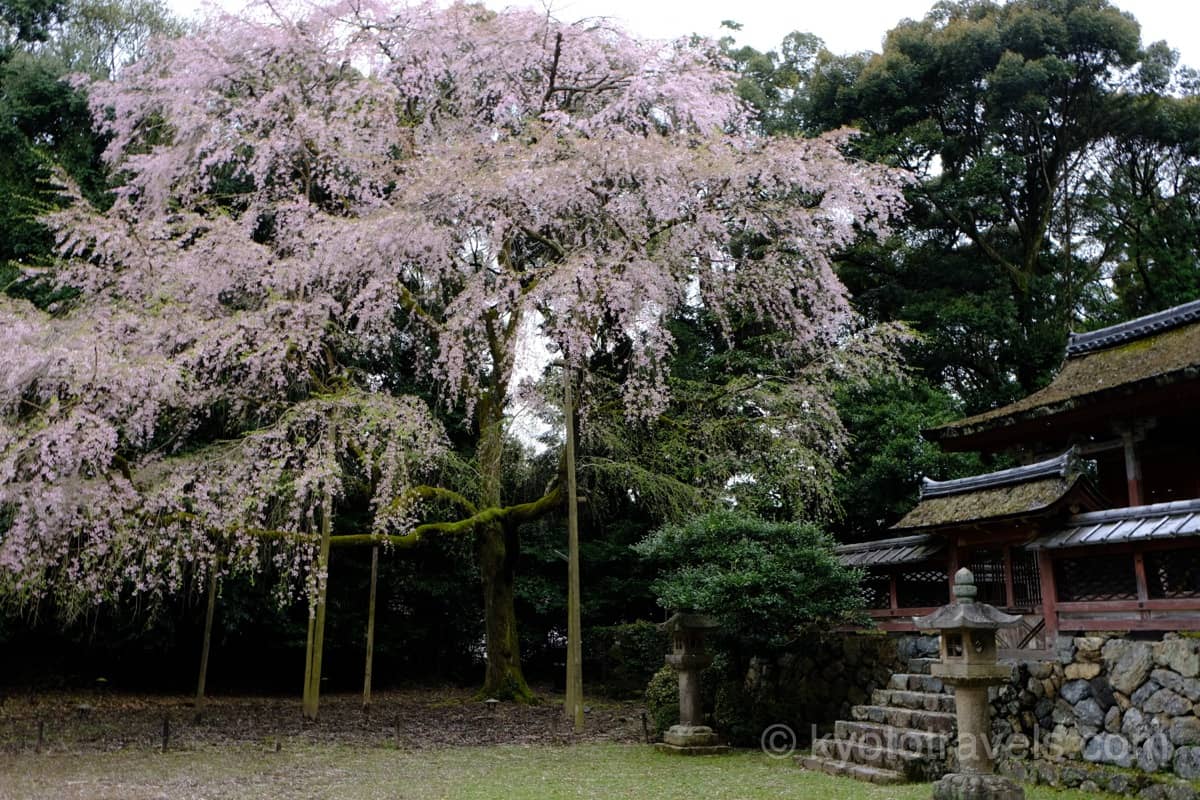 醍醐寺 清瀧宮と桜