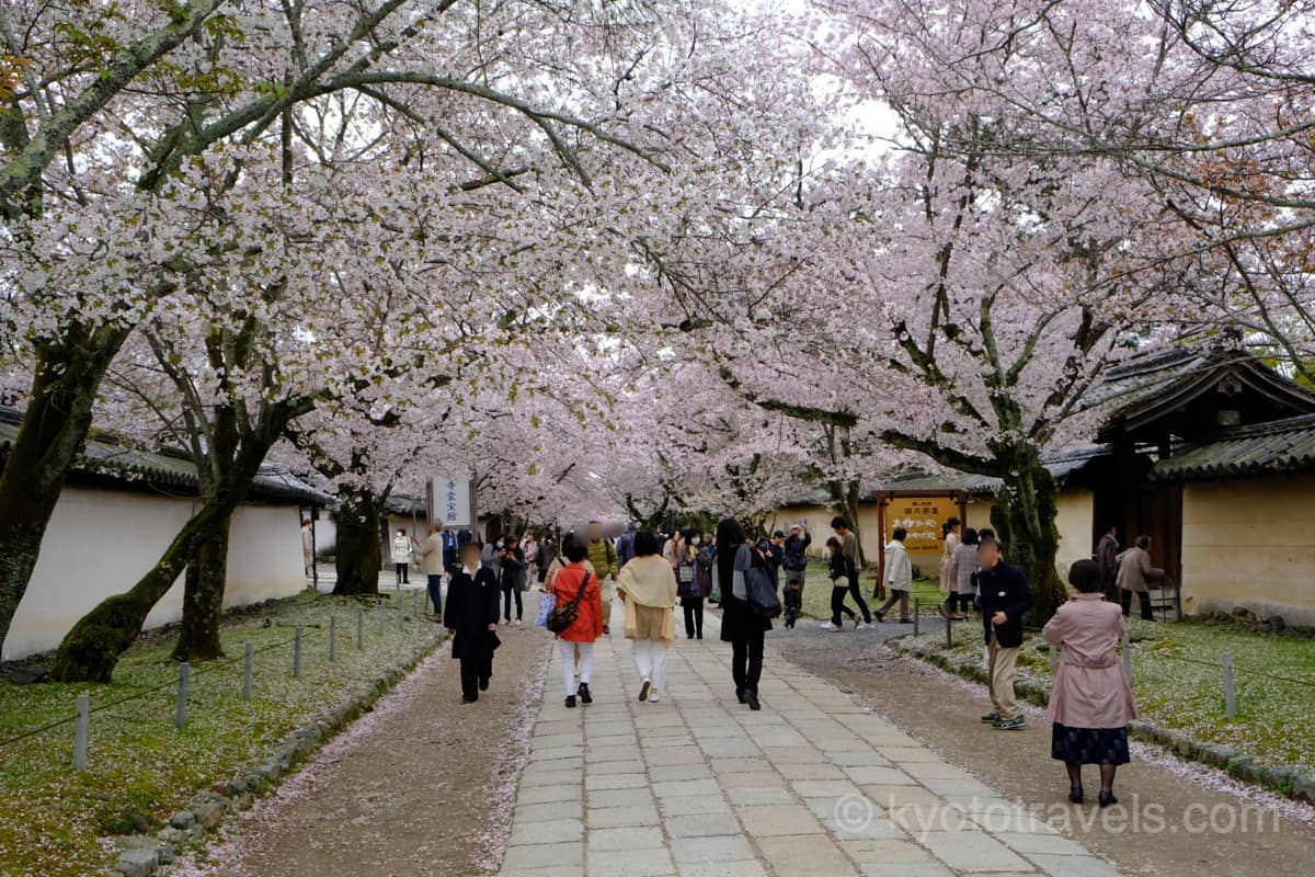 醍醐寺 境内の桜