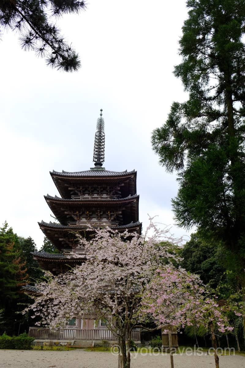 醍醐寺　五重塔と桜
