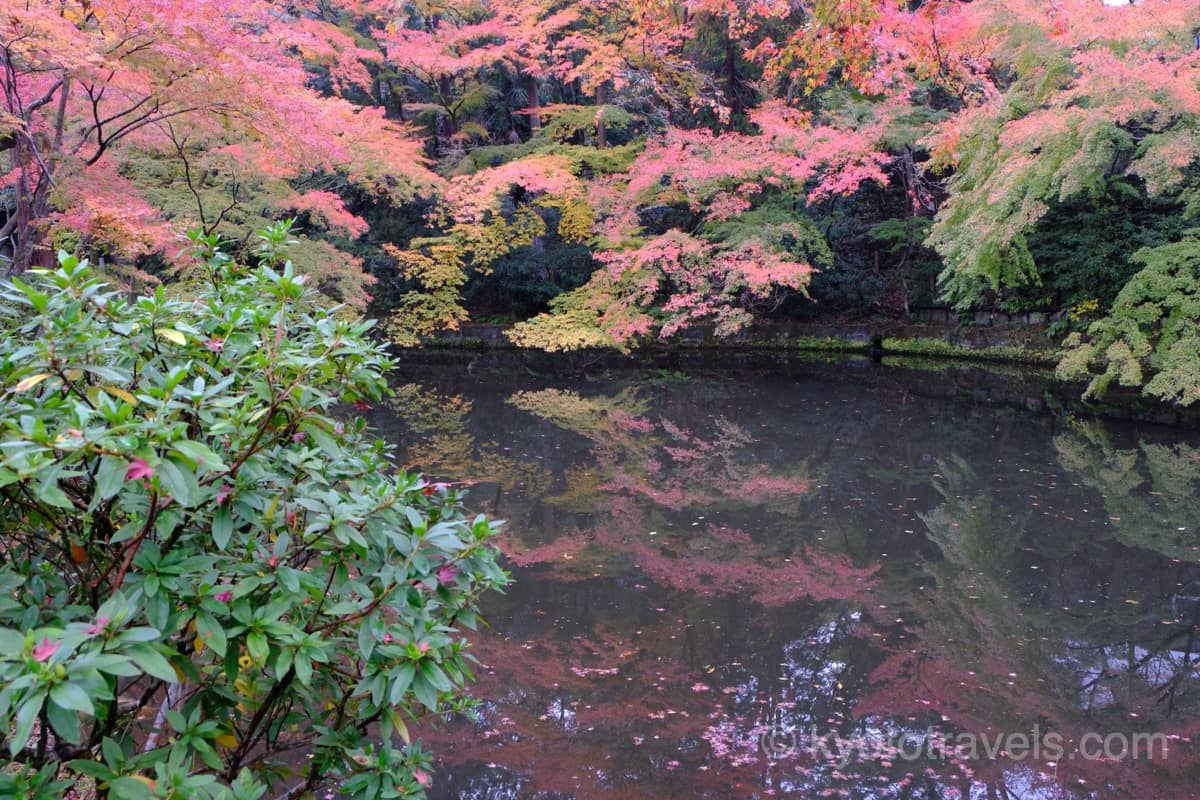 成就院の前の池の紅葉