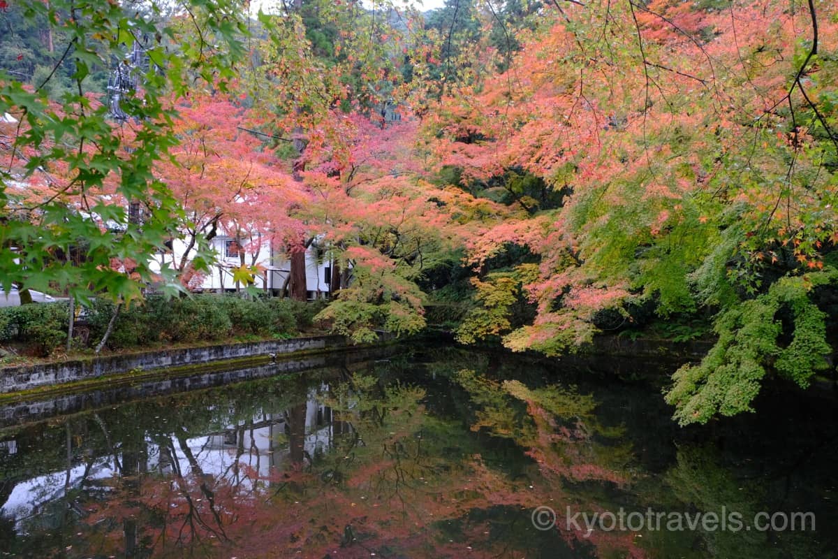 成就院の前の池の紅葉