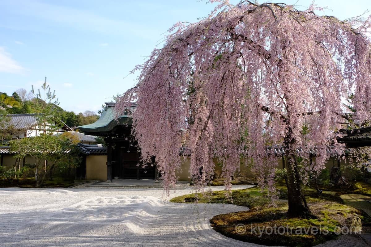 高台寺 方丈前庭の枝垂れ桜