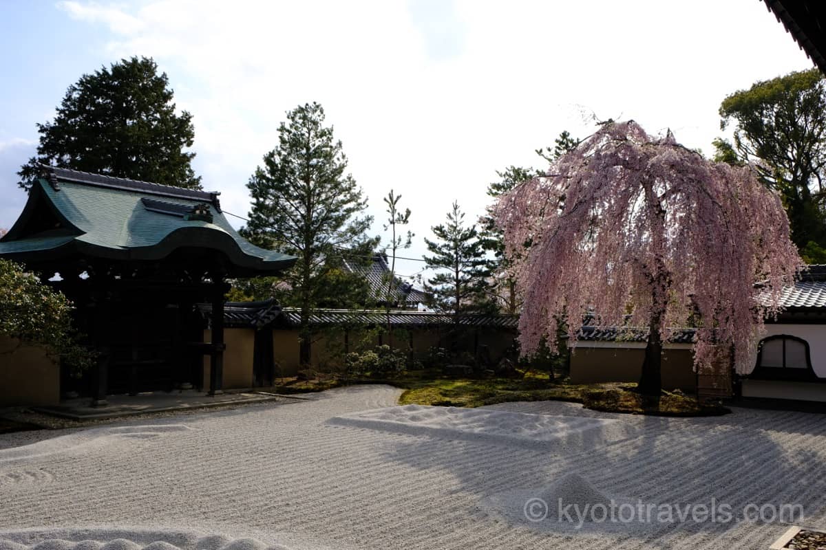 高台寺 枝垂れ桜と方丈前庭の庭園