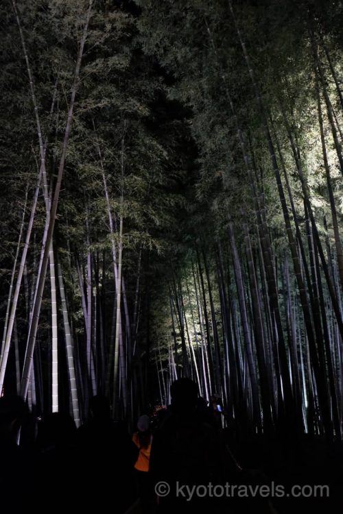 高台寺 竹林のライトアップ
