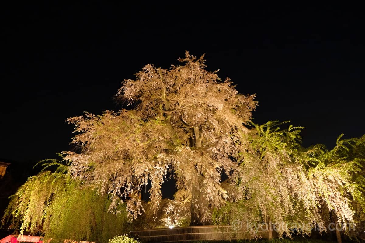 円山公園 枝垂れ桜のライトアップ
