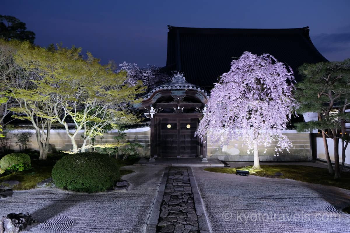 妙顕寺　四海唱導の庭の桜 ライトアップ