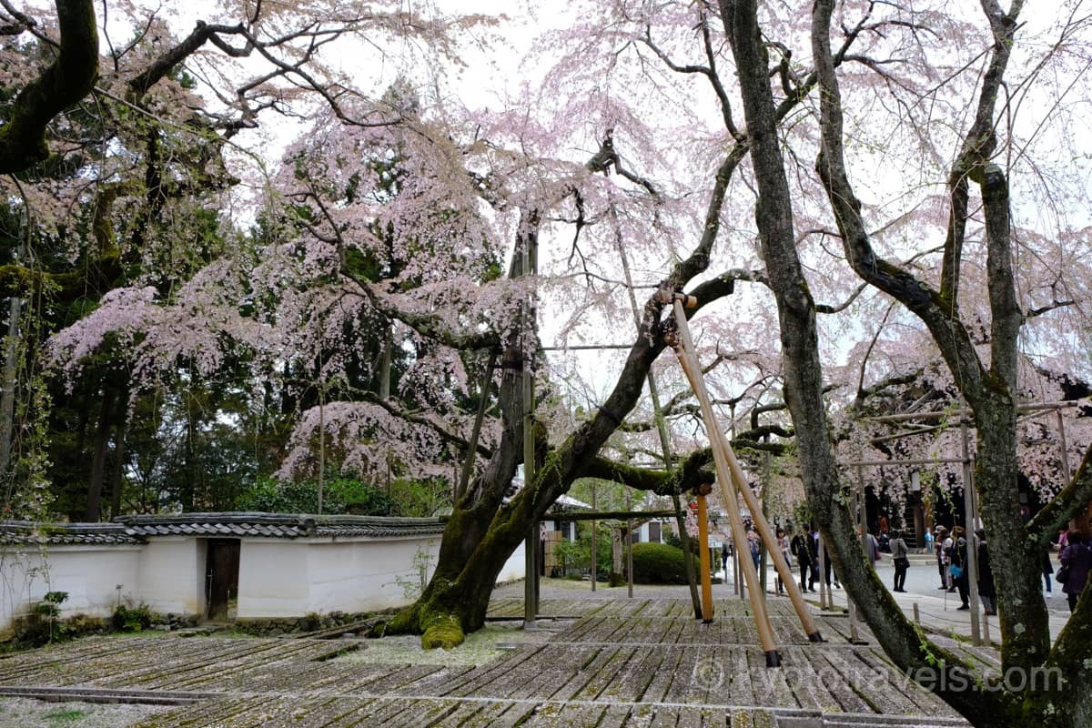 三宝院の枝垂桜