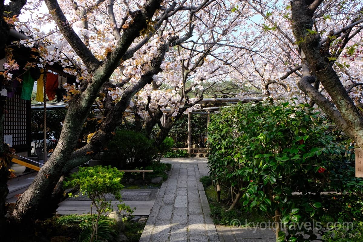 雨宝院の桜と境内