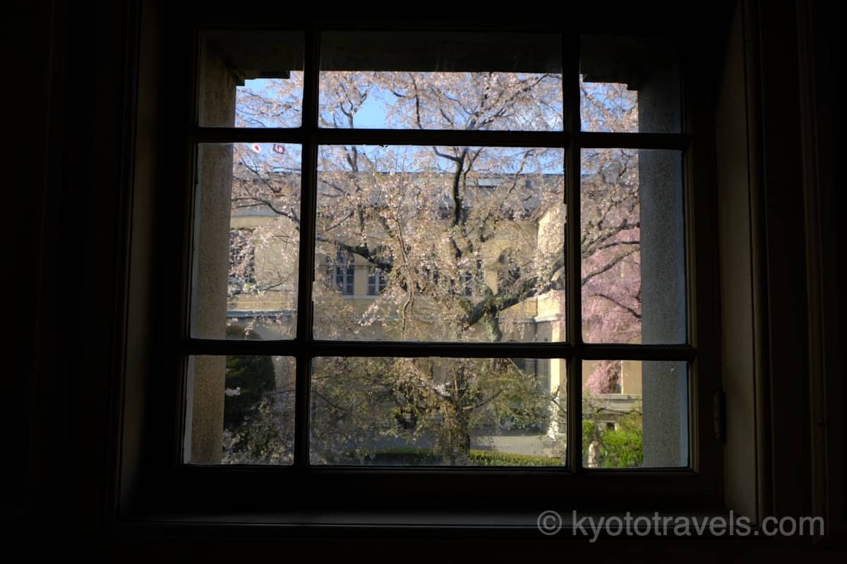京都府庁旧本館の窓から桜を眺める