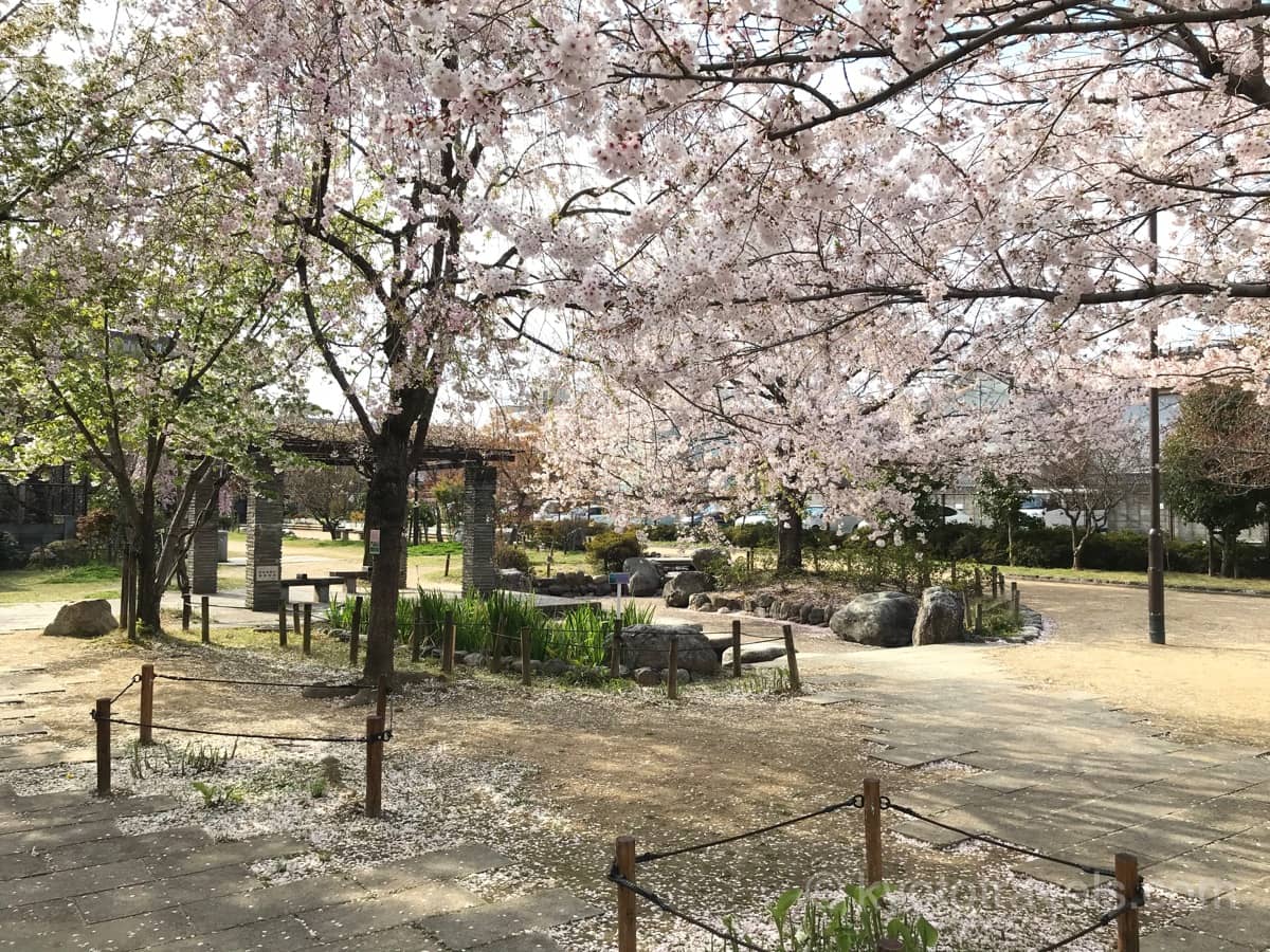 首途八幡宮 桜井公園のソメイヨシ