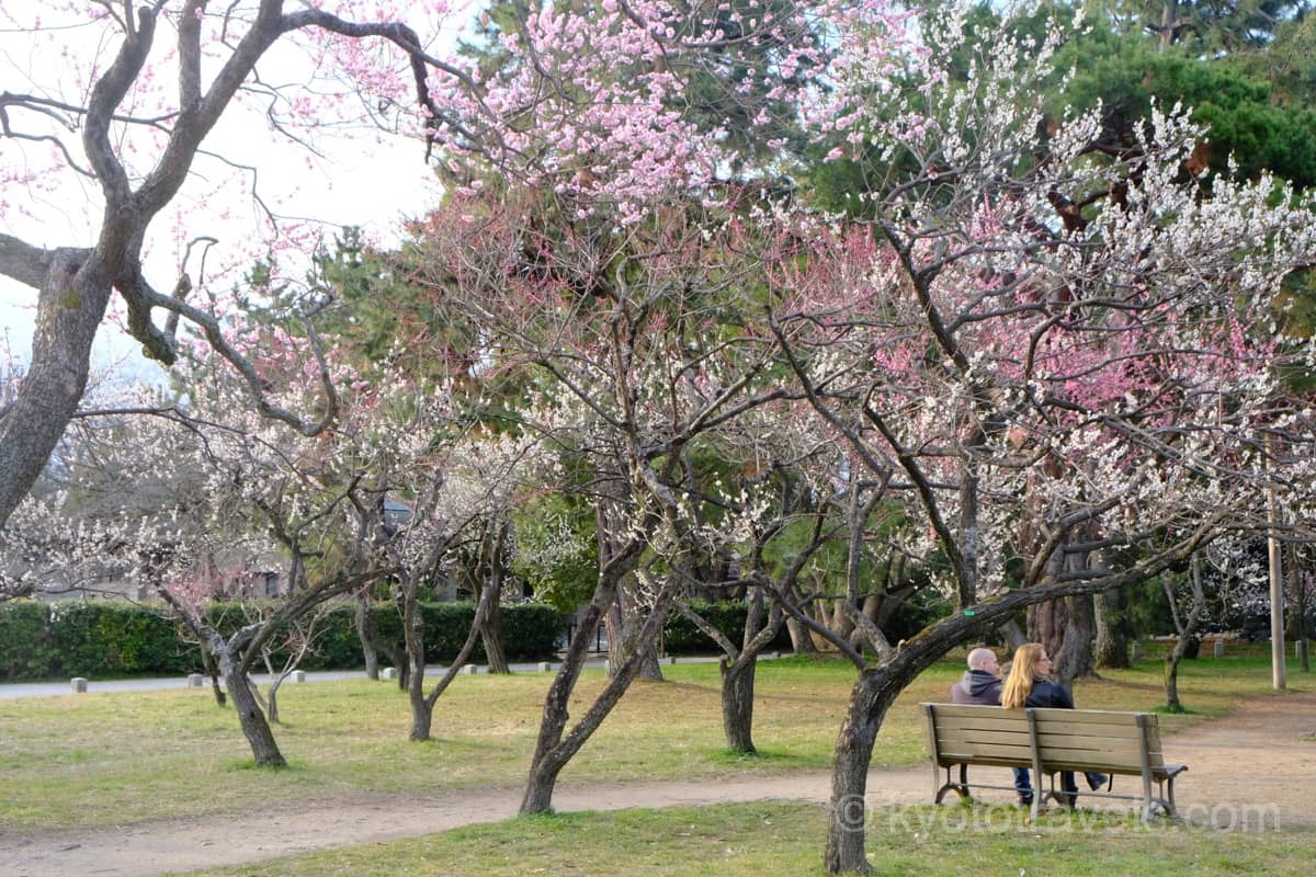 京都御苑の梅林