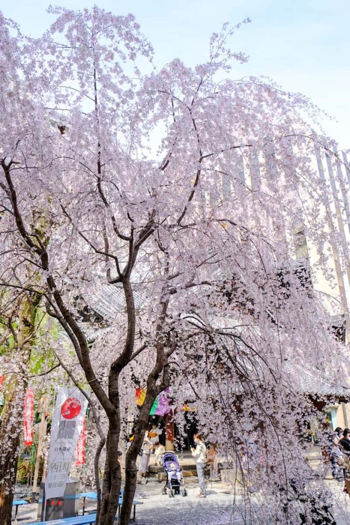 六角堂の枝垂れ桜