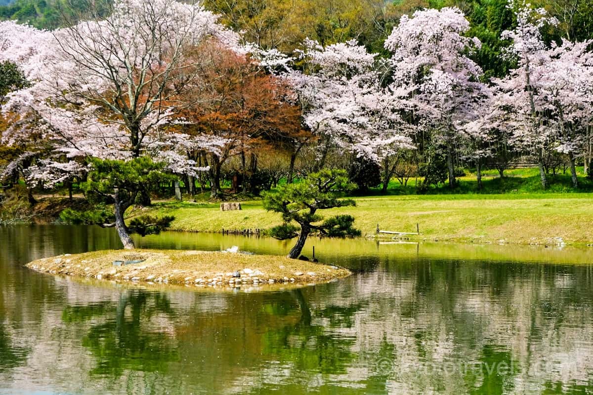 大覚寺　大沢池と桜