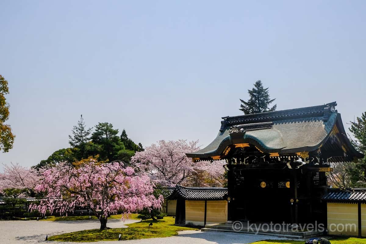 大覚寺 勅使門と桜