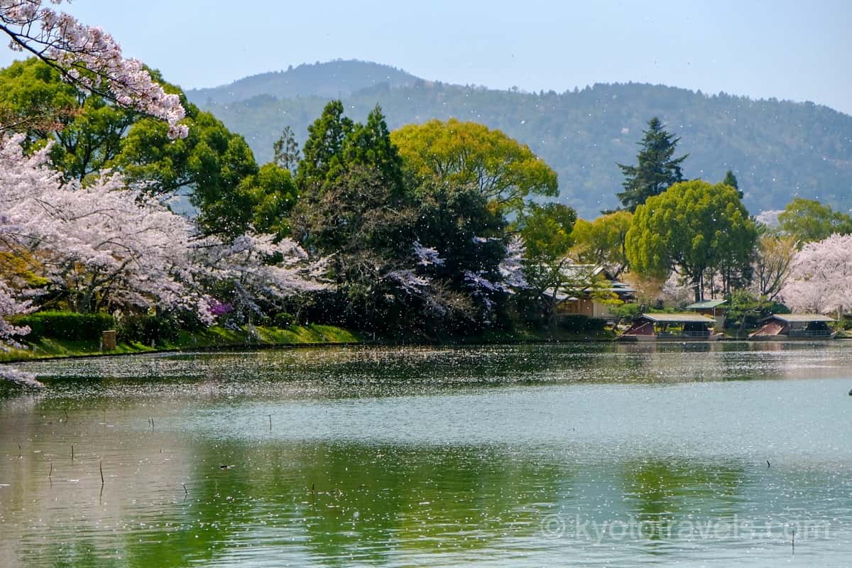 大覚寺　大沢池と桜