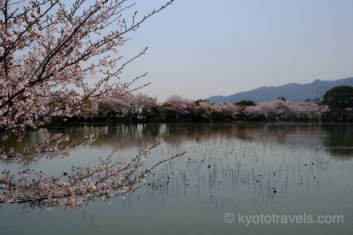 大覚寺 大沢池の桜