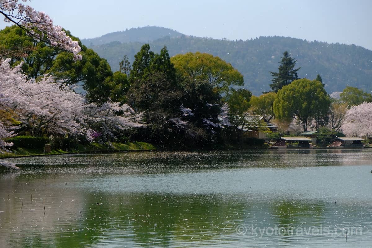 大覚寺 大沢池の桜