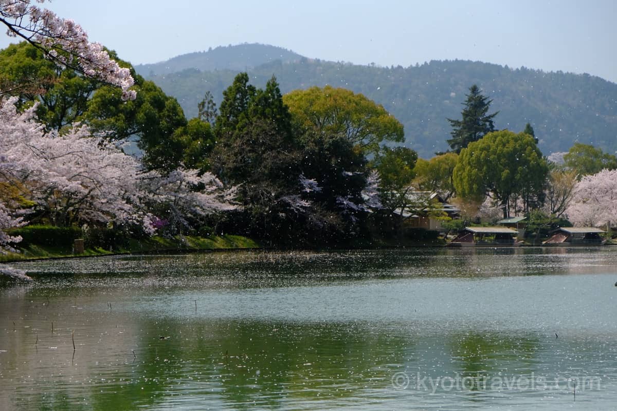 嵐山】大覚寺のアクセス、拝観料、見どころ、混雑などの観光情報 