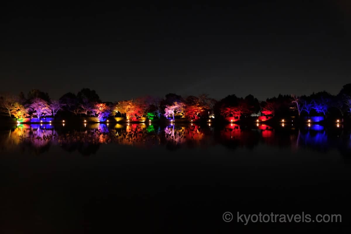 大覚寺 大沢池のライトアップ
