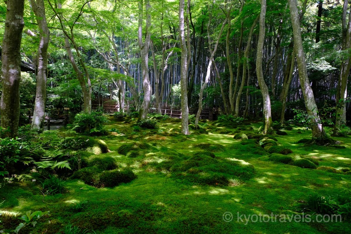 祇王寺 新緑の苔庭