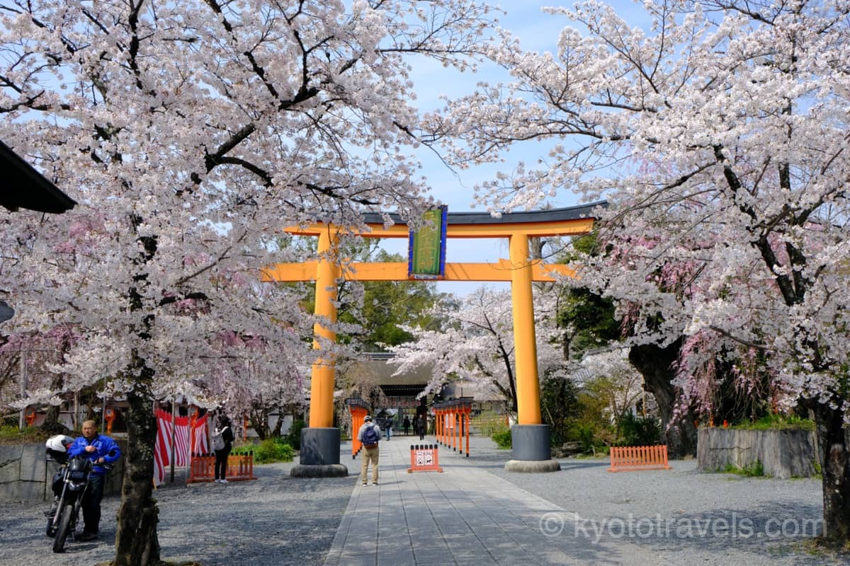 平野神社 鳥居と桜