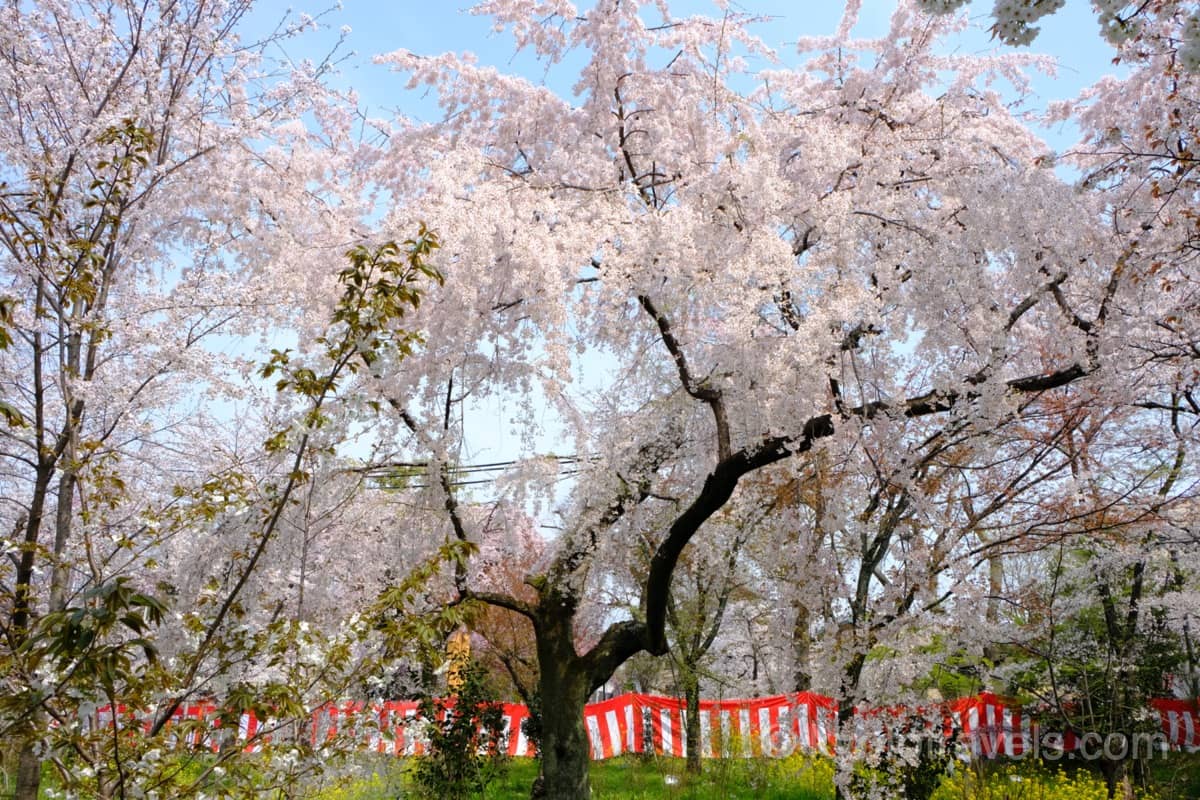 平野神社 桜苑